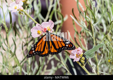Monarch butterfly on a branch with small pink flowers, in Arizona's Sonoran desert. Stock Photo