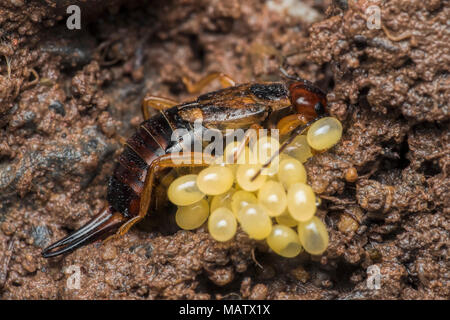 Female Earwig (Forficula auricularia) protecting her eggs under a rock. Tipperary, Ireland Stock Photo