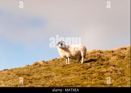 A lonely sheep stands on a hill in the winter sunlight