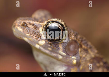 Brown marsh frog Hylarana baramica Stock Photo