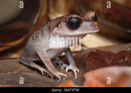 Lowland Litter Frog Leptobrachium abbotti Stock Photo