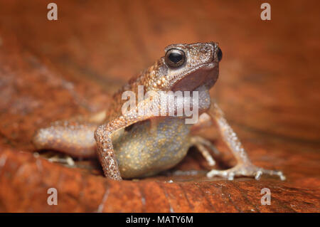 Brown slender toad Ansonia leptopus Stock Photo