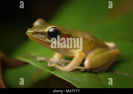 White-lipped frog Hylarana raniceps Stock Photo