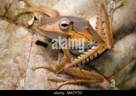 File eared frog Polypedates otilophus Stock Photo