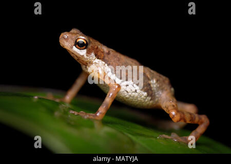 Lowland dwarf toad Pelophryne signata Stock Photo