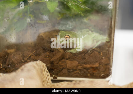White's tree frog kept as a pet Stock Photo