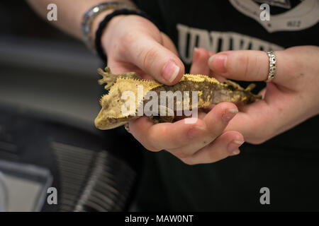 Adult Crested Gecko being handled by a woman Stock Photo