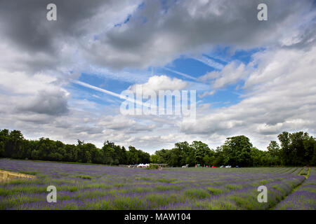 Hole in the sky, dramatic clouds at the Mayfield Lavender farm in Banstead, Surrey, England, UK. Stock Photo