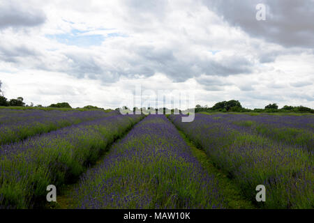 Rows of lavender against the dark cloudy sky at the Mayfield Lavender farm in Banstead, Surrey, England, UK. Stock Photo
