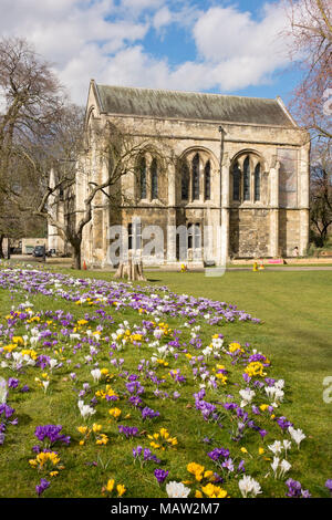 Minster Library and crocuses flowers in Deans Park in spring York North Yorkshire England UK United Kingdom GB Great Britain Stock Photo