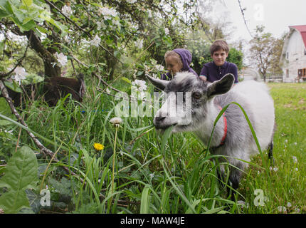 Goat eating grass outside with a couple of kids. Stock Photo