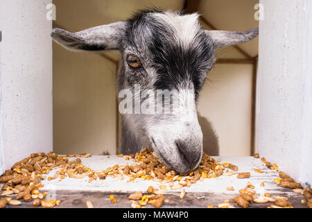 A close up of a goat eating grain and pellets. Stock Photo