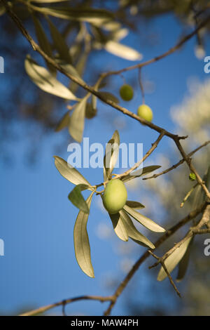 Close up of olive tree growing in Saint Catherine's Monastery in