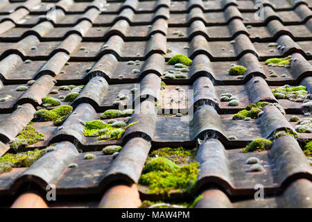 Close-up of moss covered roof tiles on a barn. Stock Photo