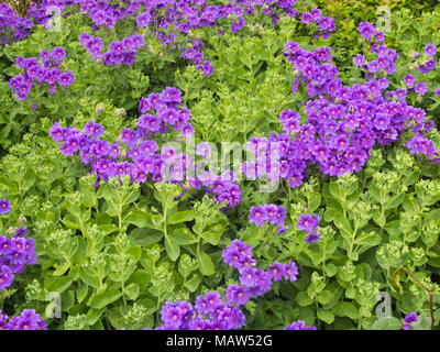 Blue geranium and green budding showy stonecrop an ideal colorful mix in a shaded flowerbed, Stavanger Norway Stock Photo