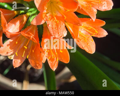 Clivia miniata, Natal lily,close up of orange colored flowers with raindrops, a garden in Oslo Norway