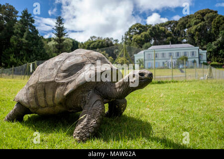 Jonathan, a giant Seychelles tortoise, the world's oldest known living ...
