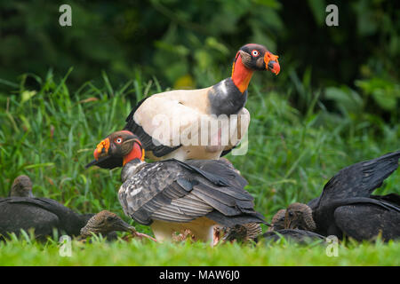 King Vulture - Sarcoramphus papa, beatiful large vulture from Central America forests. Stock Photo
