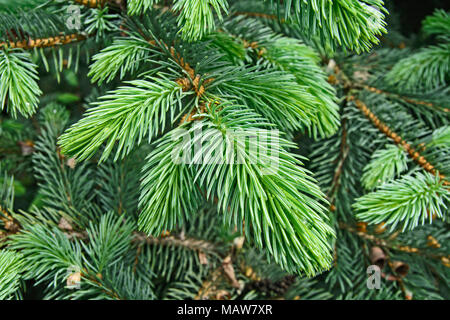 Drops of dew and rain on the needles of pine. Stock Photo