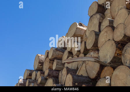 Stack of timber, tree trunks Stock Photo