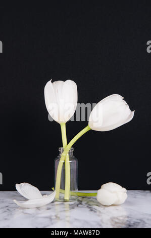 two simple white tulips against a black background Stock Photo