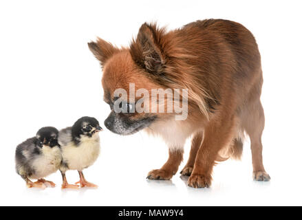 chihuahua and chicks in front of white background Stock Photo