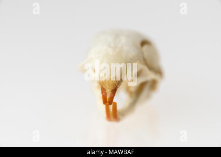 Chipmunk skull (Tamias striatus Stock Photo - Alamy