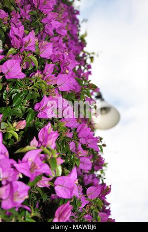 Purple great bougainvillea flower (Bougainvillea Spectabilis) hanging on the wall. Seen from the bottom up Stock Photo
