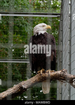 Regal Bald Eagle (American National Bird) Perched on a Tree Branch inside an Aviary at the Denver Zoo in Denver, Colorado Stock Photo
