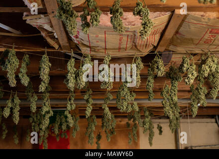 Medical marijuana plants drying in a grow facility. Stock Photo