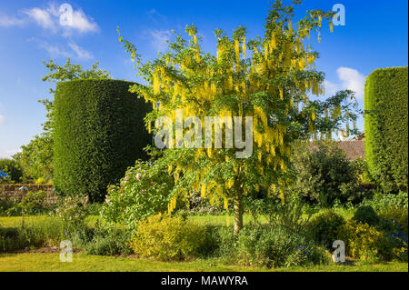 A Laburnum x watereri vossii tree flowering in an English garden in May together with a shapely leylandii conifer tree Stock Photo