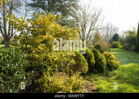 A mixed border with evergreen shrubs adding colour to a late winter English garden Stock Photo