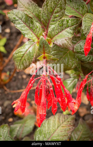 Fuchsia Triphylla Koralle flowing in summer in UK Stock Photo