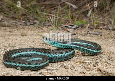 Bluestripe Garter Snake (Thamnophis sirtalis simillis) Stock Photo