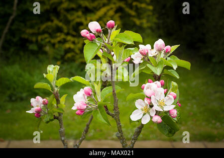 Malus domestica Lord Lambourne in blossom in an English garden Stock Photo