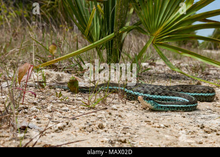 Bluestripe Garter Snake (Thamnophis sirtalis simillis) Stock Photo