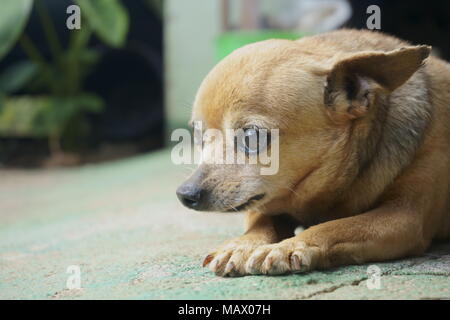 Little dog with a beautiful shy look Stock Photo