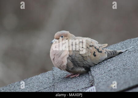 Mourning Dove at East Chezzetcook, Nova Scotia Canada Stock Photo