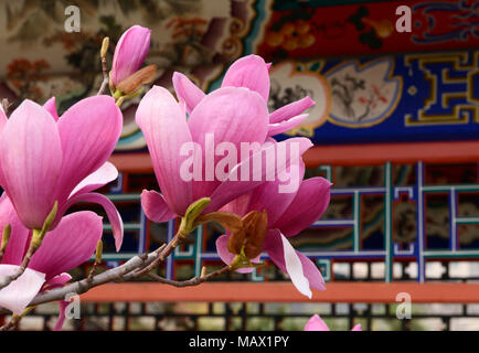 A Magnolia liliiflora tree flowers in a park in central Beijing. Also known as Mulan magnolia, the species originates from southwest China