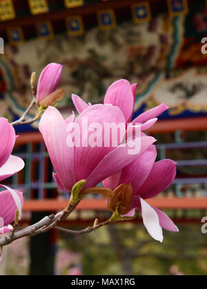 A Magnolia liliiflora tree flowers in a park in central Beijing. Also known as Mulan magnolia, the species originates from southwest China