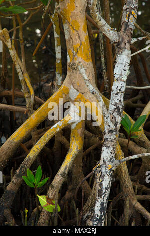 Jack Island mangrove along Marsh Rabbit Run Trail, Jack Island Preserve ...