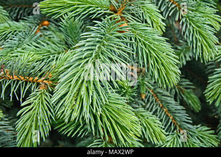 Drops of dew and rain on the needles of pine. Stock Photo