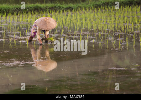 Local Indonesian woman with sun protection head ware hats plant young rice plants in to a flooded rice paddy field ready for the growing season. Stock Photo