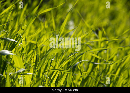 Spring Green grass  background Stock Photo