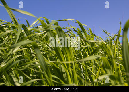 Green grass (Brachiaria Paspaloides) on blue sky background Stock Photo