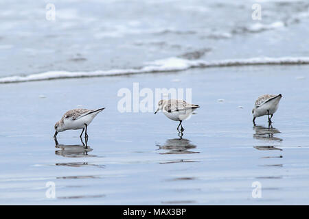 Three sanderling birds looking for food on Del Ray Beach north of Seaside, Oregon. Stock Photo