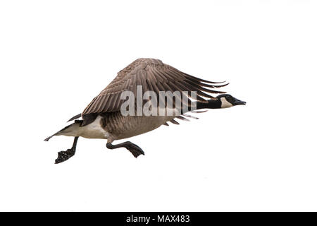 30000-00110 Canada Goose in flight (Branta canadensis) on white background,  Marion Co., IL Stock Photo