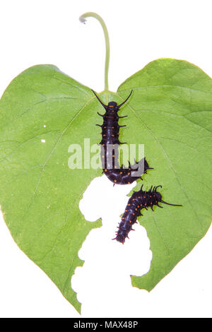 30040-00120 Pipevine Swallowtail Caterpillar (Battus philenor) eating Dutchman's Pipevine on white background, Marion Co., IL Stock Photo