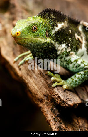 Portrait of Fijian crested iguana (Brachylophus vitiensis) on Viti Levu Island, Fiji. It is critically endangered species of iguana found on some Fiji Stock Photo