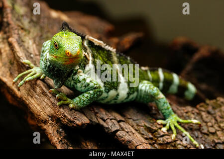 Fijian crested iguana (Brachylophus vitiensis) on Viti Levu Island, Fiji. It is critically endangered species of iguana found on some Fijian islands. Stock Photo